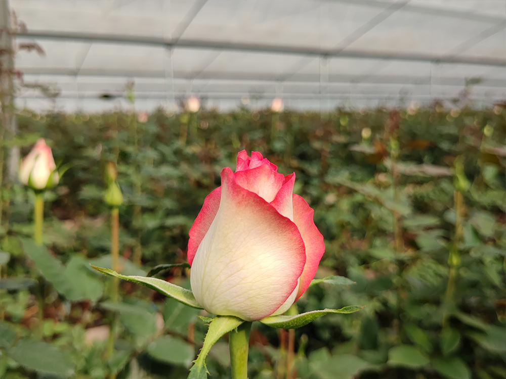 ������ֲ