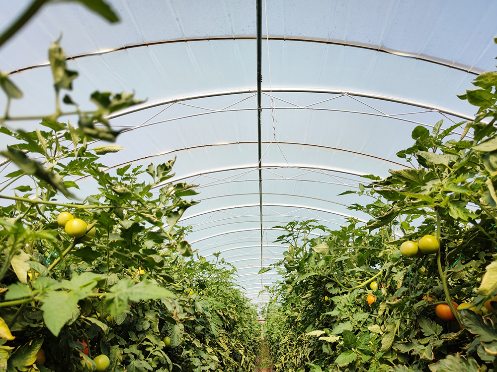 ������ֲ